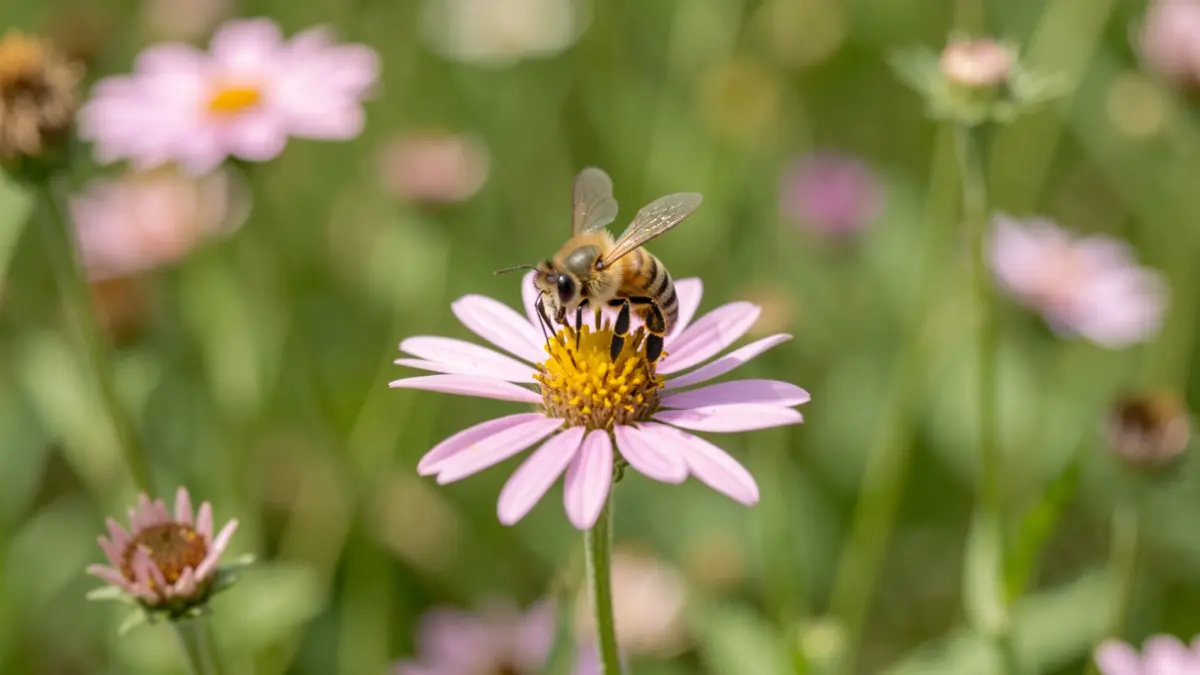 Een bij die een inheemse bloem bestuift, met andere inheemse planten op de achtergrond.