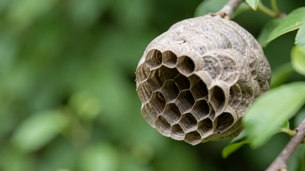 Close-up of an Asian hornet nest against a blurred background of green foliage.