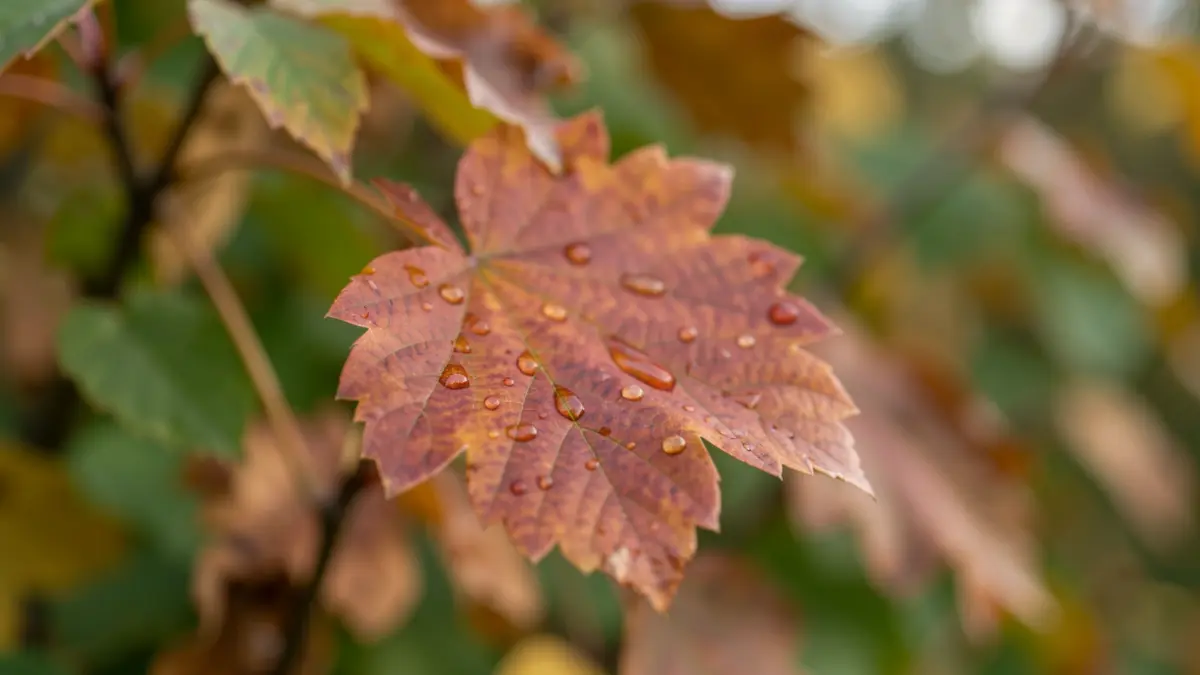 Gedetailleerde afbeelding van een herfstblad met dauwdruppels, symbolisch voor de provincie Vlaams-Brabant.