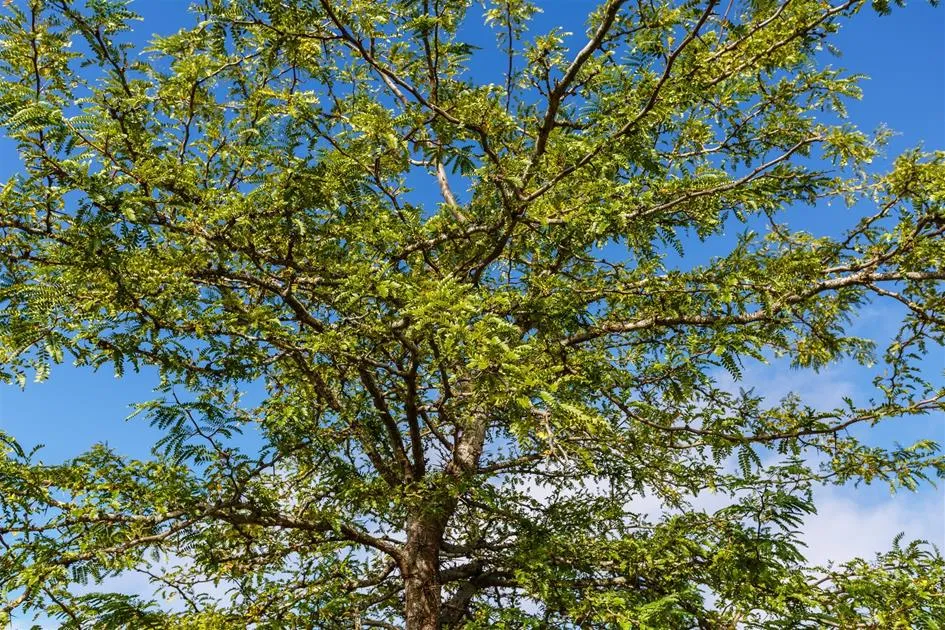 Stad Geel plant extra bomen voor groenere verbinding